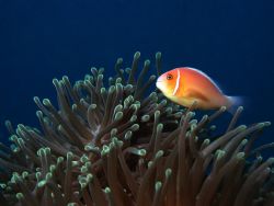 clown fish and anenome by Mitch Bowers 